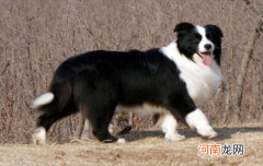 边牧特点与性格