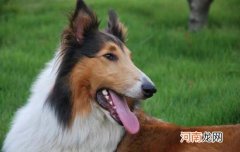 小狗16天还没有睁眼睛正常吗