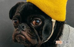 狗眼睛看到的世界是什么样子的