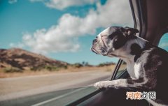 地震多少级狗有反应