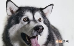 哈奇士的学名是啥 哈奇士的学名叫什么