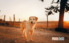 尖嘴金毛和宽嘴金毛哪一个好 尖嘴金毛和宽嘴金毛的区别