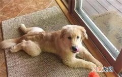 你家狗狗是“粘人精”还是“高冷王”？
