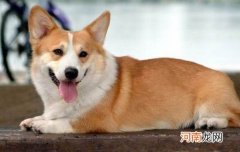 日本狆为什么没人养了