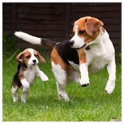 比格犬真的不好养吗 比格犬为什么很少人养