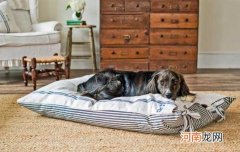 为什么狗狗喜欢咬主人的脚后跟