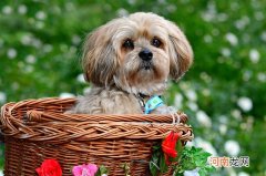 泰迪狗6个月就长定型了吗