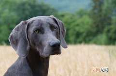 狗近亲繁殖会畸形吗