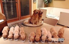 神犬小七狗狗的品种