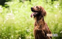 土狗狗王有什么特点之处