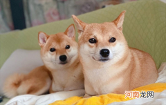 柴犬为什么喜欢攻击狗