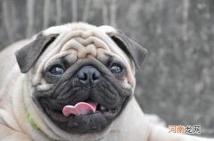 斗牛犬跟八哥的区别