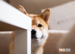 柴犬的特点和性格
