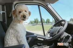 女孩子适合养金毛吗