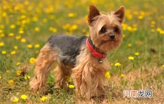 约克夏与马尔济斯的区别