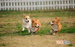 ?英国女王养的是什么狗