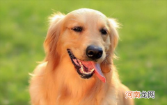 ?怎么看金毛纯不纯