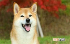 ?柴犬几个月能区分圆脸和尖脸