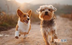 成年金毛体重多少正常