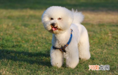 泰迪和比熊的区别