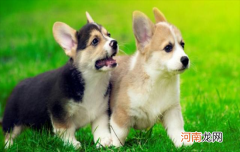 ?纯种与不纯柯基的对比