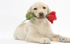 拉布拉多几个月开始猛长