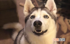 ?短毛大型犬有哪些