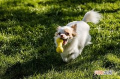 约克夏寿命一般多少年