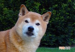 中华田园犬和柴犬区别