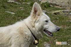 柴犬和中华田园犬的区别