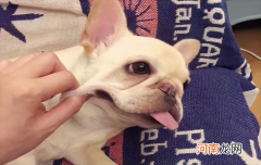 ?法国斗牛犬的颜色等级