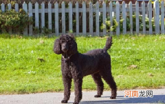 ?长耳朵长毛狗什么品种