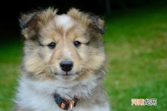 成年泰迪犬一般多少斤