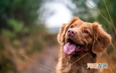 狗正常体温范围是多少