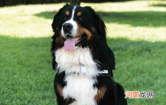 ?伯恩山犬寿命真的短吗