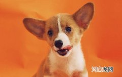 为什么狗狗喜欢吃屎