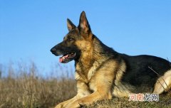 秋田和柴犬的分别