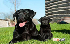 ?拉布拉多怎么看纯不纯幼犬