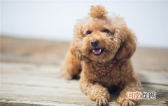 泰迪多大开始驱虫和疫苗