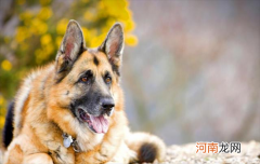 德牧幼犬怎么看纯不纯种