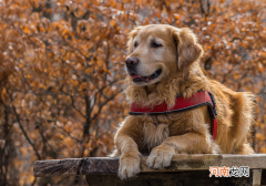 狗狗看到的世界是什么样子