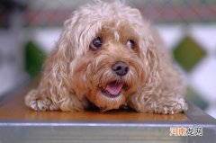 小型贵宾犬和泰迪一样吗