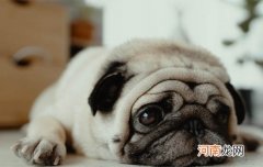 幼犬辨别体型大小