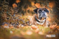 法斗和沙皮有什么区别