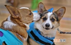 柯基脸长好还是脸短好