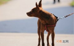 小鹿犬只认一个主人吗