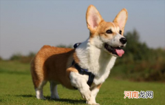 柯基几个月成年