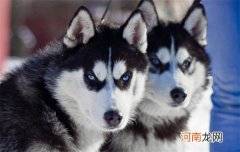 西伯利亚雪橇犬属于什么犬