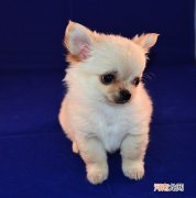 博美犬的性格及脾气
