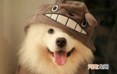 狗狗衔取弱是啥呀?狗狗衔取弱是什么意思